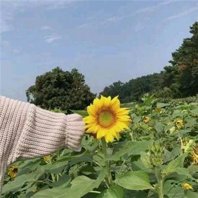 荣耀军团手游下载